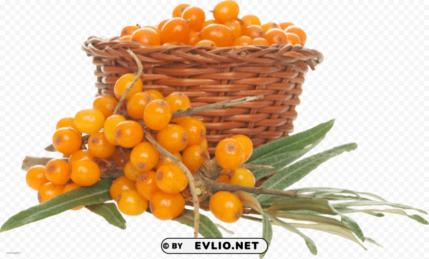 sea buckthorn PNG Graphic Isolated on Clear Background