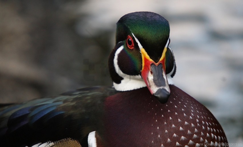 bird color drake duck wallpaper Isolated Subject with Clear Transparent PNG