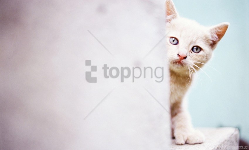 cat face light wall wallpaper Transparent PNG Image Isolation