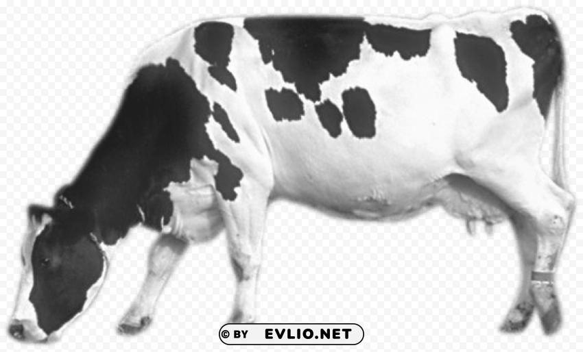 cow HighQuality Transparent PNG Isolation