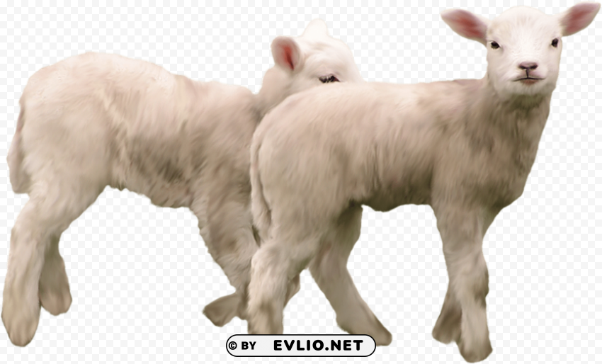 goat High-resolution transparent PNG files