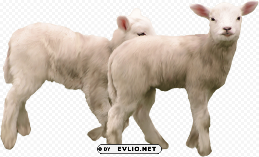 Goat High-resolution Transparent PNG Files