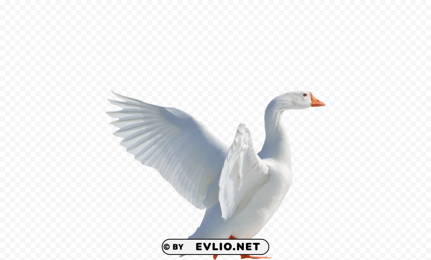 goose flying Isolated Object in HighQuality Transparent PNG