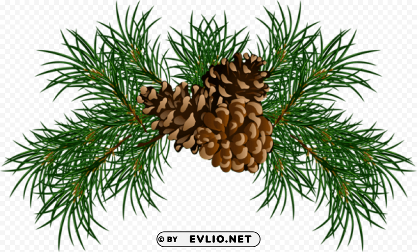 pine branches with pine cones Isolated Item on Clear Background PNG