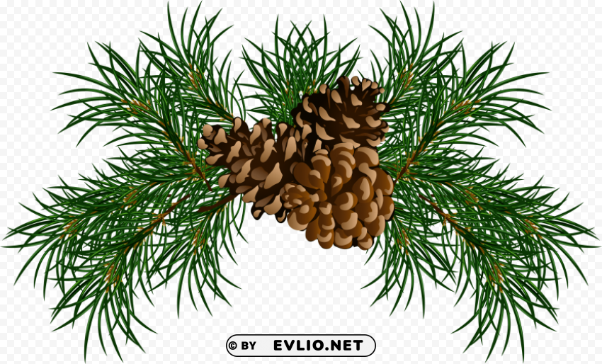 Pine Cone Transparent PNG Isolated Graphic Detail