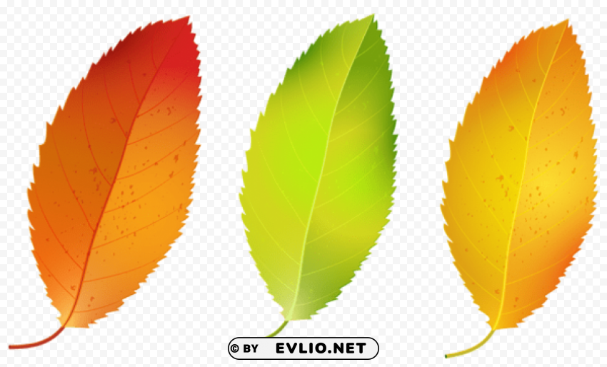 three fall leaves set Transparent Cutout PNG Isolated Element