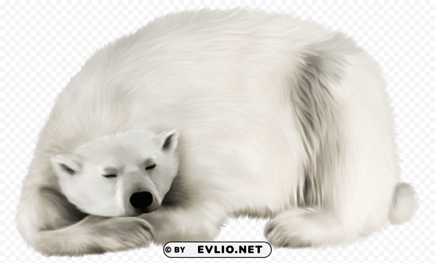 white bear PNG files with clear background