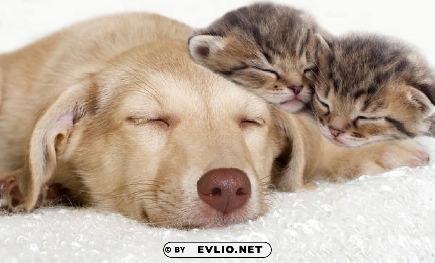 cute little cats and dog PNG images with transparent elements