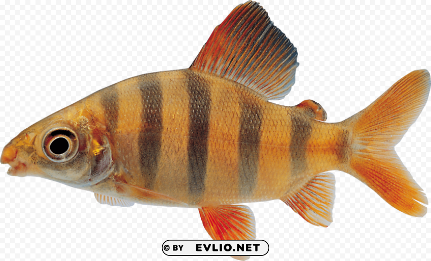 Fish Transparent PNG Images Complete Library