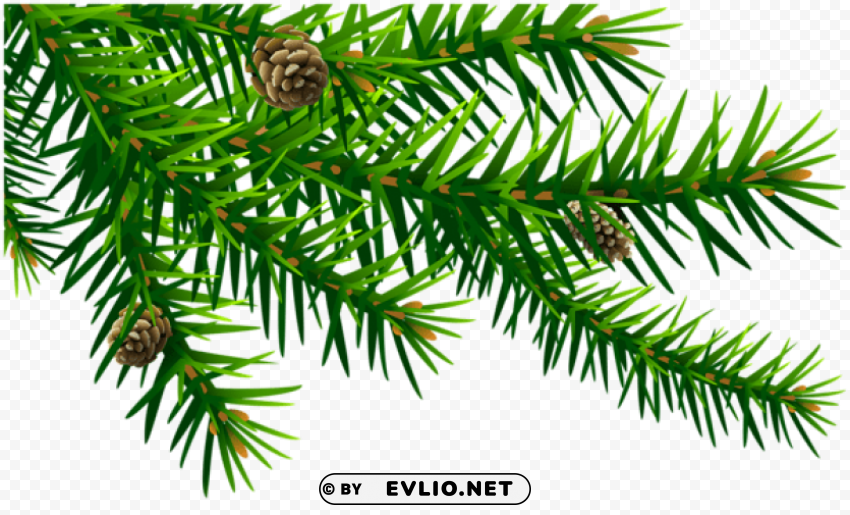 green pine branch Isolated Graphic on Clear Transparent PNG