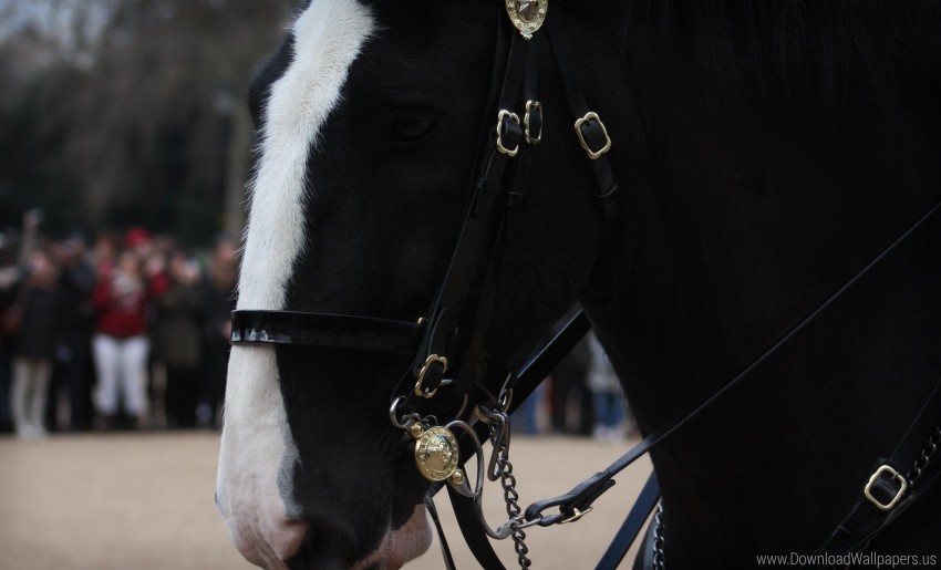 Horse Horses Muzzle Sheep Wallpaper PNG Transparent Design