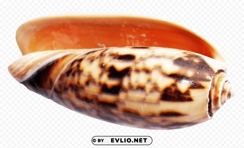PNG image of SeaShell Transparent PNG Isolated Artwork with a clear background - Image ID 53e667c4