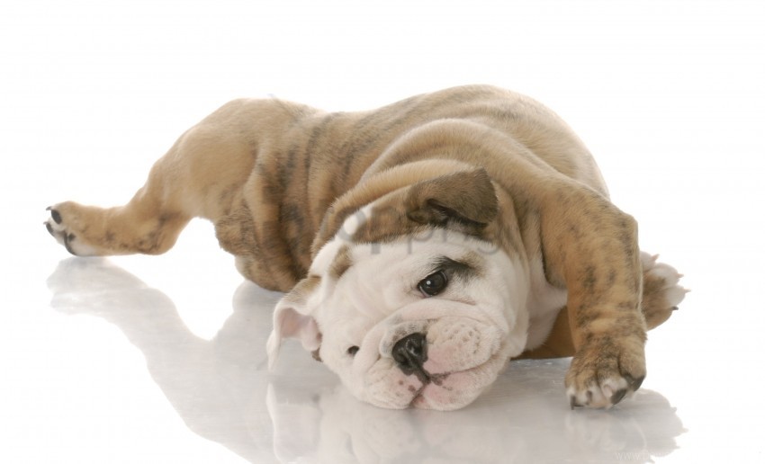 Bulldog Playful Pupp Y Lying Wallpaper PNG Design