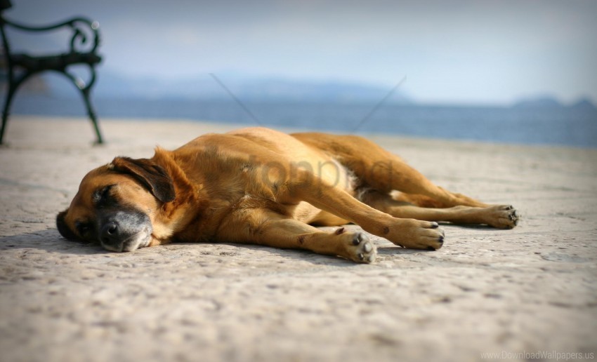 dogs lie sand sleeping wallpaper Transparent pics