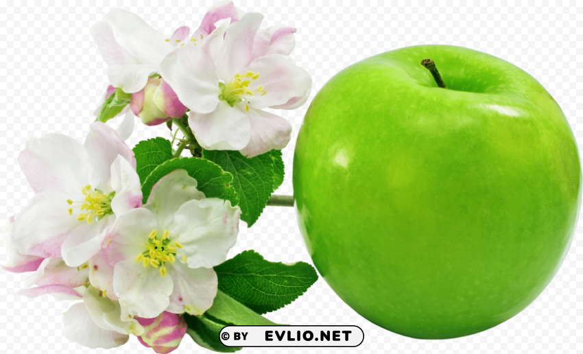 green apple PNG with transparent backdrop clipart png photo - 7f80d89e