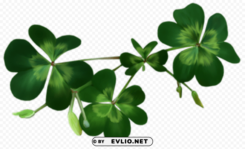irish shamrocks PNG with alpha channel for download