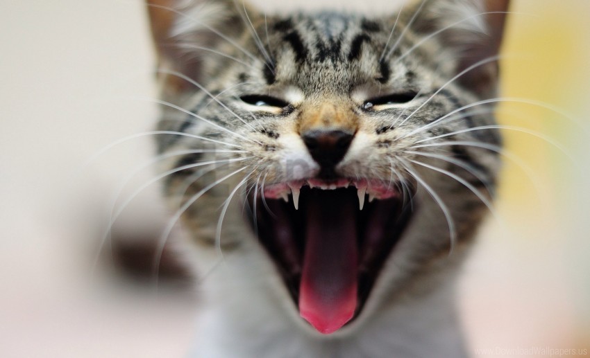 blurring cat kitten tongue whiskers yawn wallpaper Isolated Subject with Clear PNG Background