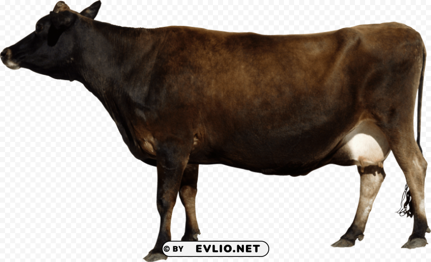 brown cow from side PNG Graphic with Isolated Clarity