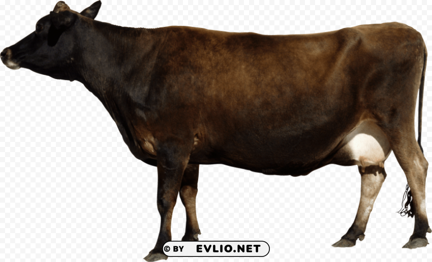 brown cow from side Isolated Artwork in HighResolution Transparent PNG png images background - Image ID 66c4d6f5