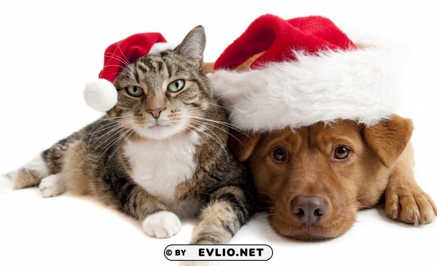 cat christmas hat dog wallpaper Transparent Background Isolated PNG Item