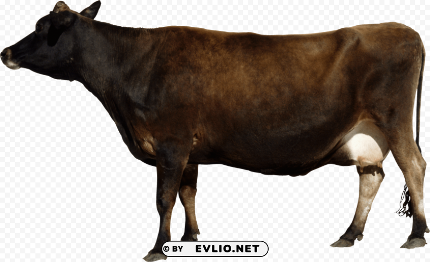 cow HighResolution Isolated PNG Image