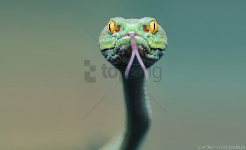 face snake tongue wallpaper Free PNG images with clear backdrop
