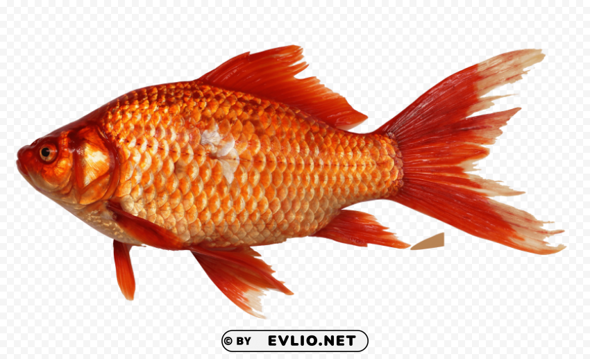 fish Isolated Item on HighQuality PNG