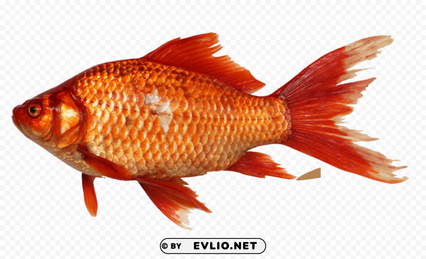 Goldfish Transparent Background PNG Isolated Element