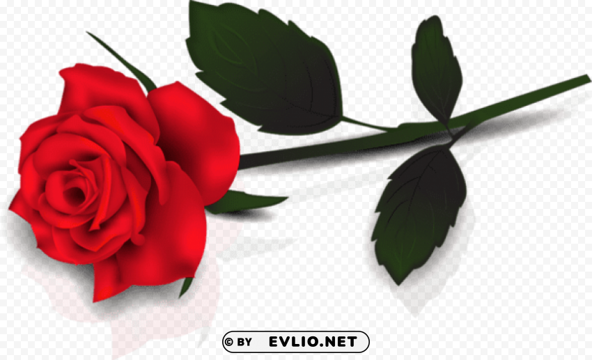lovely transparent red rose PNG Graphic Isolated on Clear Backdrop