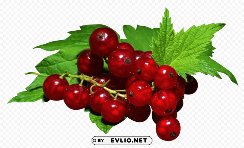 Redcurrant Isolated Item with HighResolution Transparent PNG