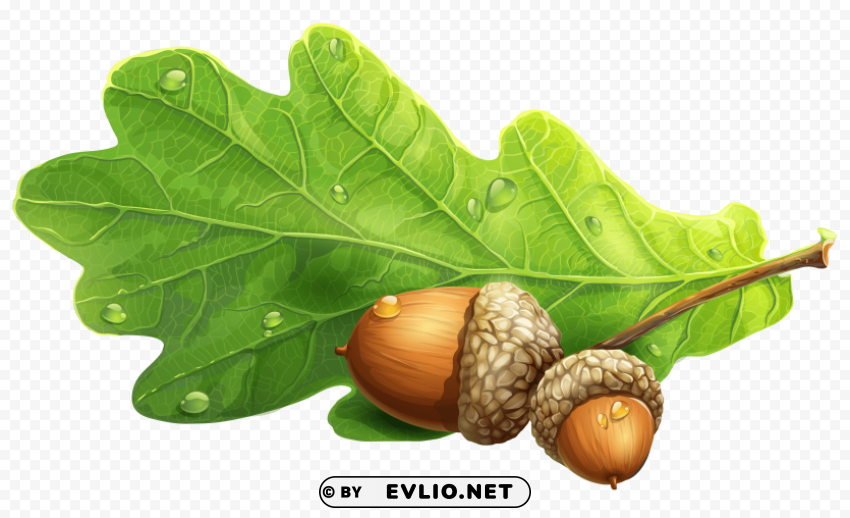 acorn PNG Graphic with Transparent Isolation clipart png photo - a417149d