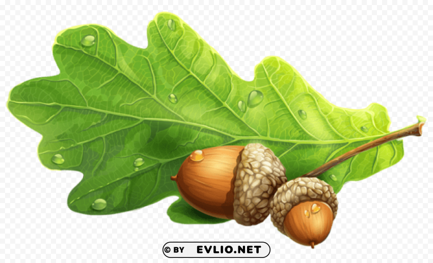 acornspicture Clear Background PNG Isolated Element Detail clipart png photo - 59846e30