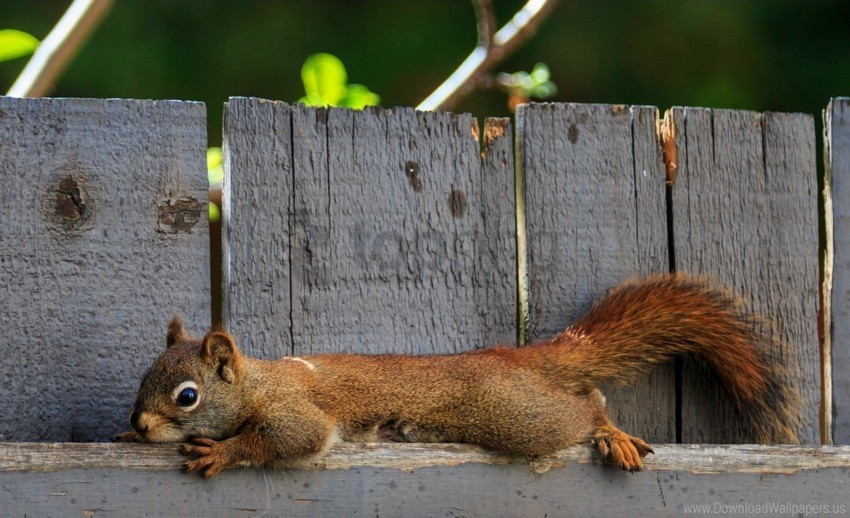 animal fence lie squirrel wallpaper PNG with no background diverse variety