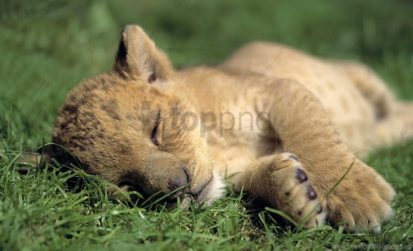 baby grass lion predator sleep wallpaper HighQuality PNG with Transparent Isolation
