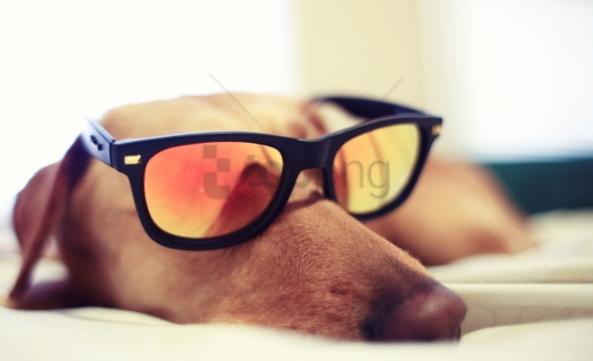 dogs face reflection sunglasses wallpaper PNG graphics with alpha transparency broad collection