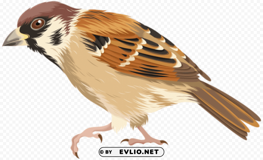 Sparrow Free PNG Images With Alpha Transparency