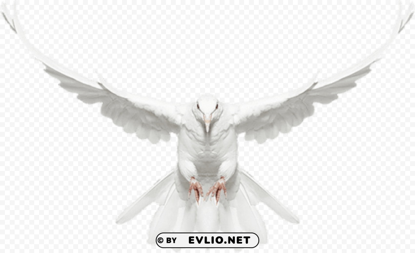 white dove in flight free clip-art Clear Background PNG Isolated Graphic Design