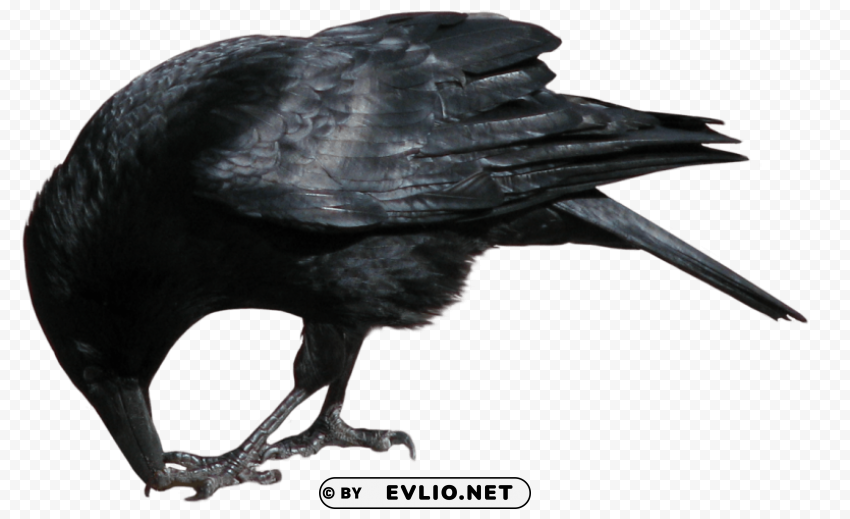 Crow Isolated Item on Clear Transparent PNG