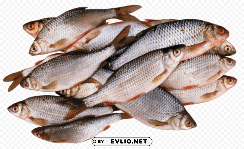 fish Transparent PNG images database