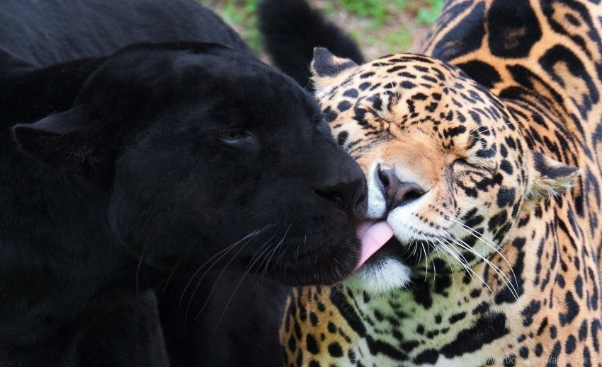 jaguar panther predator wild cat wallpaper PNG files with no royalties