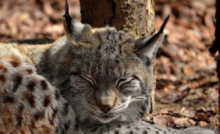 lynx predator sleeping snout snow spotted wallpaper HighResolution PNG Isolated Illustration