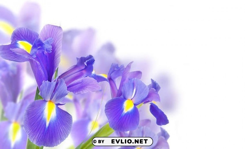 purple irises Transparent PNG picture