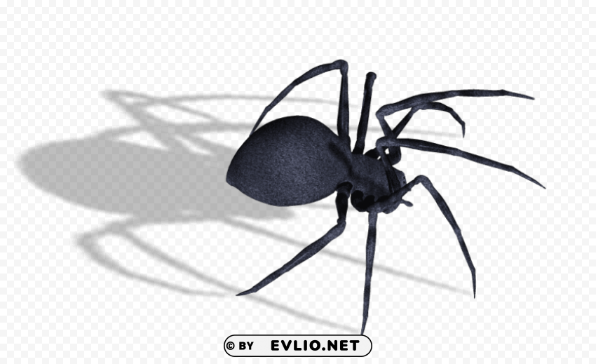 spider Clear background PNG elements