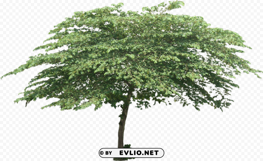 tree PNG images with transparent elements pack