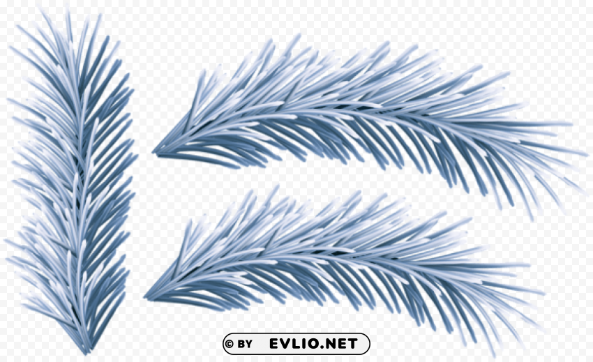 winter pine branches PNG images no background