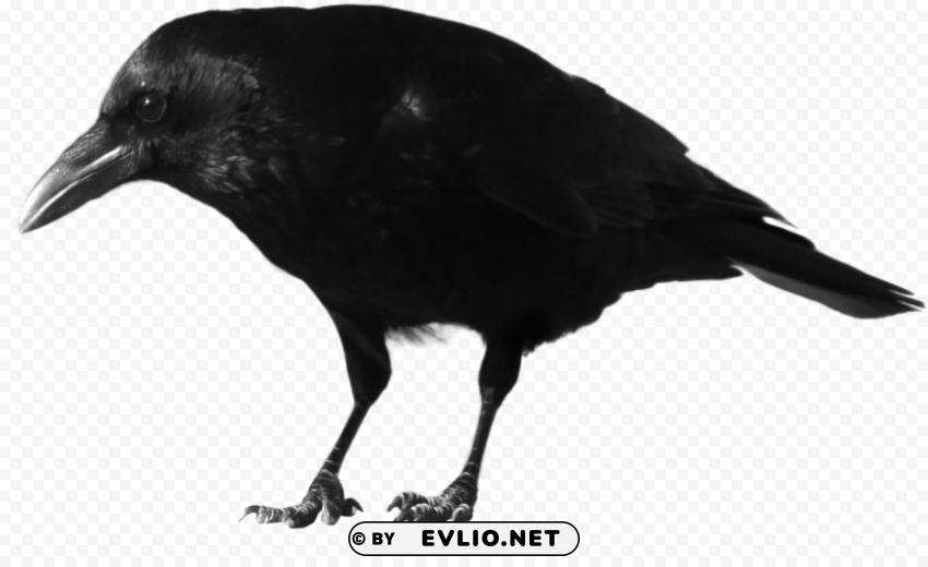 black crow standing PNG art