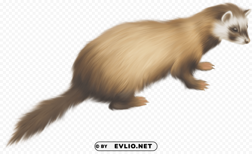 ferret Transparent background PNG stock png images background - Image ID e216e515