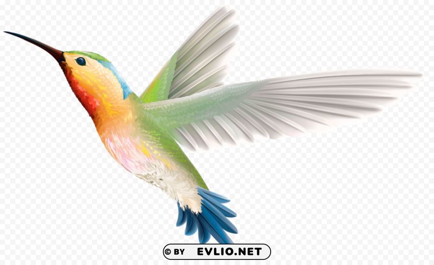 hummingbird Isolated Artwork on Transparent PNG