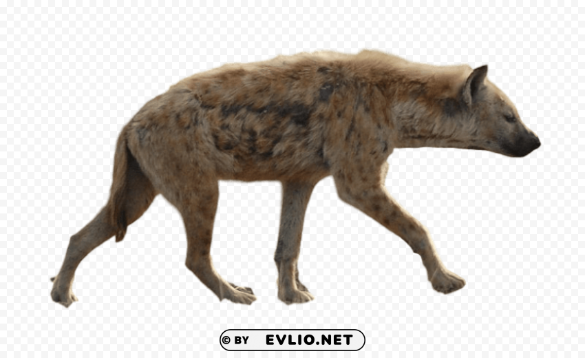 Hyena PNG Transparent Photos For Design