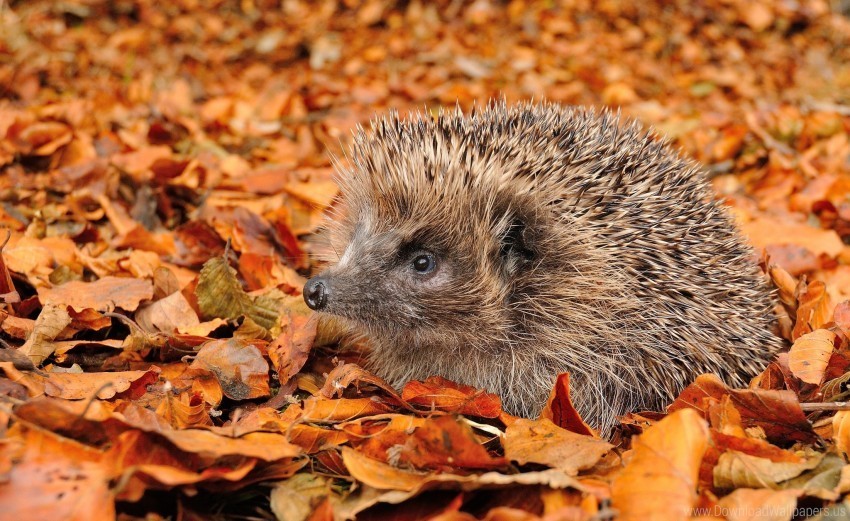 autumn foliage grass hedgehog wallpaper PNG with no background required